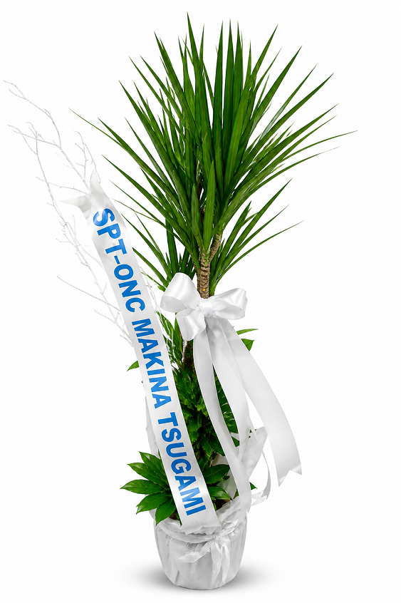 Dragon a�ac� (Dracaena marginata)