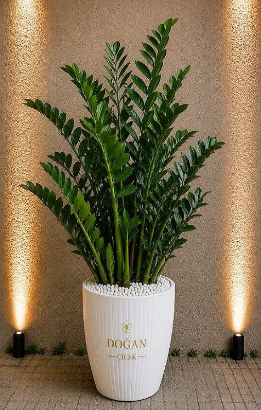 Zamia itkisi